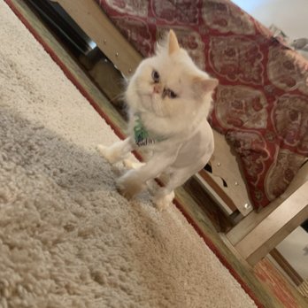 Paws At Main - Pet Groomers Near Me - Corona, California Paws At Main - Pet Groomers Near Me - Corona, California