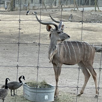 Safari West - Kudu - Zoos Near Me - Santa Rosa, California Safari West - Kudu - Zoos Near Me - Santa Rosa, California