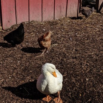 Meadowbrook farm christmas trees wappingers falls
