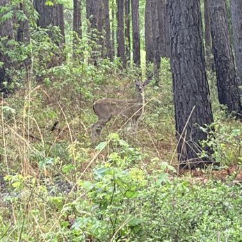 Martin Creek Lake State Park - Deer in the forest - Parks Near Me - Tatum, Texas Martin Creek Lake State Park - Deer in the forest - Parks Near Me - Tatum, Texas