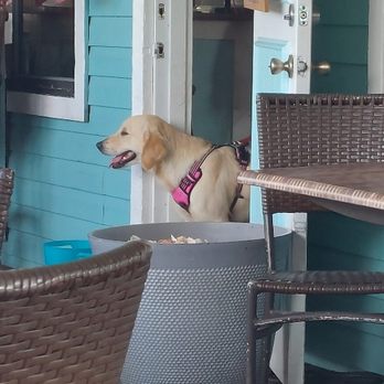 Crabby Lady - Owner's dog who loves to walk by and say hi to everyone - Seafood Near Me - Goodland, Florida Crabby Lady - Owner's dog who loves to walk by and say hi to everyone - Seafood Near Me - Goodland, Florida