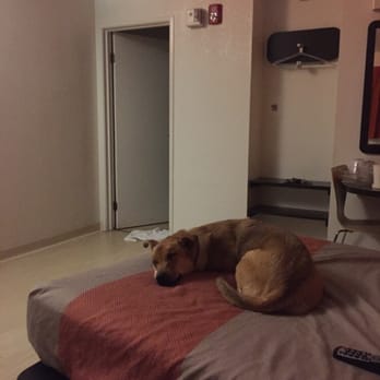 Motel 6 - Dog friendly! - Hotels Near Me - Villa Park, Illinois