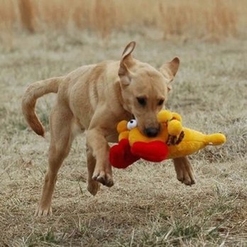 Advanced Dog Training - Jack Jagoda - Pet Training Near Me Advanced Dog Training - Jack Jagoda - Pet Training Near Me