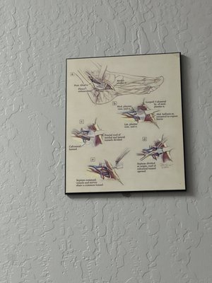 Kris DiNucci, DPM, FACFAS