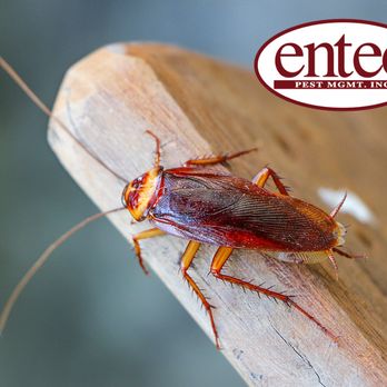Entec Pest Management - Pest Control Near Me - Bryan, Texas Entec Pest Management - Pest Control Near Me - Bryan, Texas