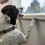 Photo of Cheek To Cheek Hospital For Animals