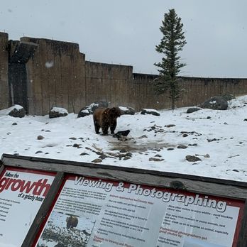 Montana Grizzly Encounter - Amusement Parks Near Me - Bozeman, Montana Montana Grizzly Encounter - Amusement Parks Near Me - Bozeman, Montana