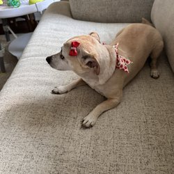 Tia Jana Dog Care - Haircut, nail trim, and bath