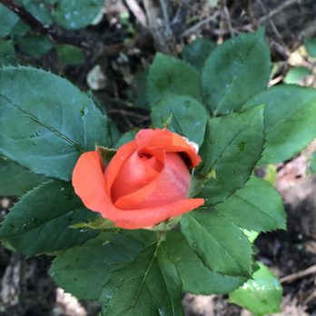 Twisted Crow - a single orange rose with green leaves - Metal Fabricators Near Me - Bogata, Texas