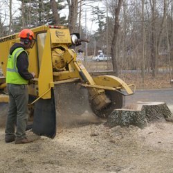 Corrective Tree Care
