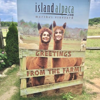 Island Alpaca - Knitting Supplies Near Me - Oak Bluffs, Massachusetts