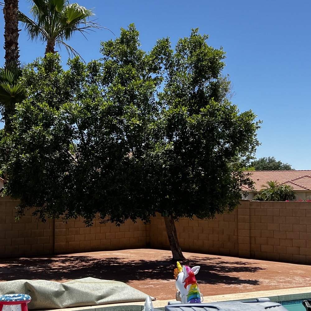 Legacy Green Solutions - a patio with a pool and a tree - Landscaping Near Me - Mesa, Arizona