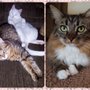 Photo of Gordy's Goodies Pet Food & Supplies