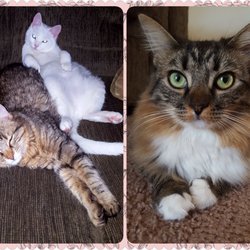 Gordy's Goodies Pet Food & Supplies - My happy and healthy kitties!