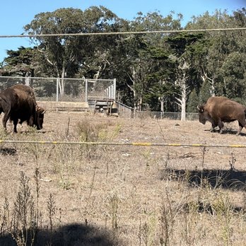 Bison Paddock - Parks Near Me - San Francisco, California