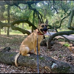 Sit Means Sit South Austin - Field trip to the park!!