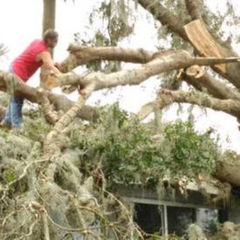 Clearcut Tree Service - untitled - Tree Services Near Me - Eustis, Florida Clearcut Tree Service - untitled - Tree Services Near Me - Eustis, Florida