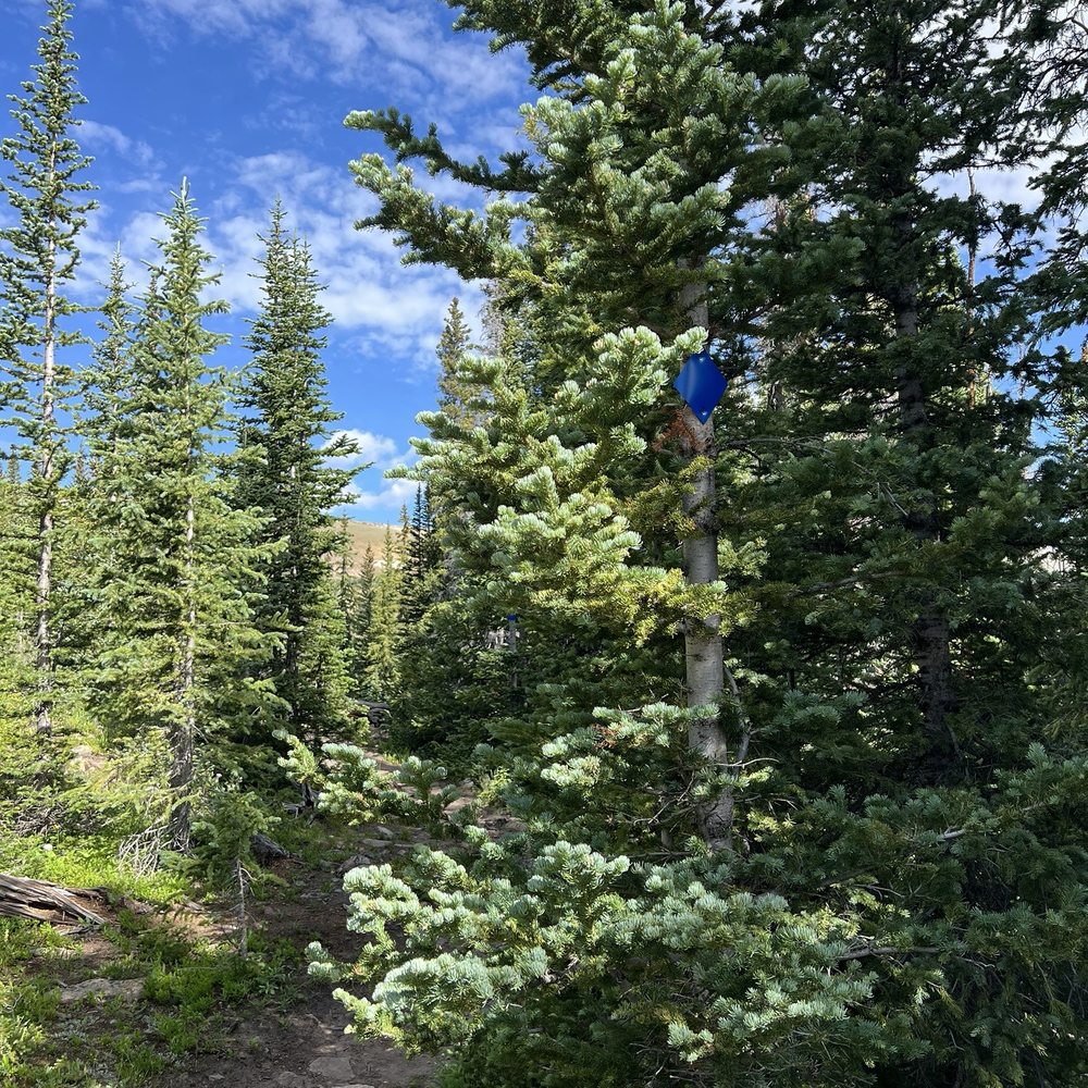 Pika Trail - Hiking Near Me - Fairplay, Colorado Pika Trail - Hiking Near Me - Fairplay, Colorado