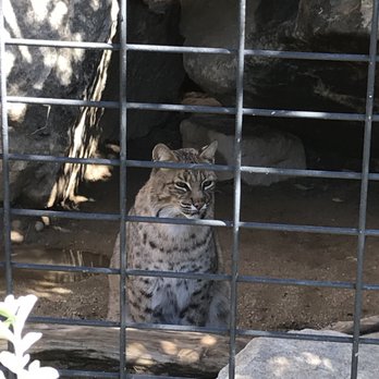 Wildlife Learning Center - What a gorgeous creature! - Zoos Near Me - Sylmar, California
