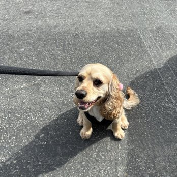 Healthy Spot - Long Beach - Pet Sitting Near Me - Long Beach, California