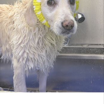 Le Pet SOCHIC - Pet Groomers Near Me Le Pet SOCHIC - Pet Groomers Near Me