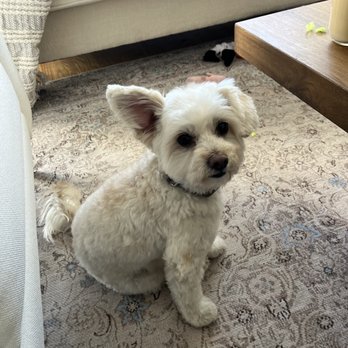 K9 Spa - After - Pet Groomers Near Me - San Francisco, California K9 Spa - After - Pet Groomers Near Me - San Francisco, California