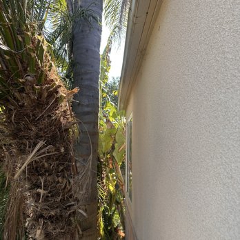 Bear tree service - The front of the house between KING palm in the house that was cleared - Tree Services Near Me - Fresno, California