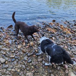 Katy's Petcare - Little game of tug at the river.