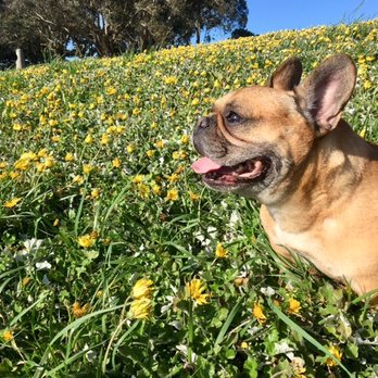 Citizen Hound - Calvy at Fort Mason - Dog Walkers Near Me - San Francisco, California