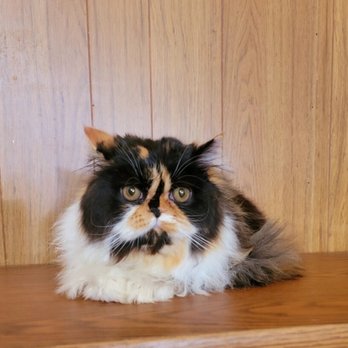 Best Friends Grooming - Chispita at Best Friends Grooming - Pet Groomers Near Me - Daly City, California Best Friends Grooming - Chispita at Best Friends Grooming - Pet Groomers Near Me - Daly City, California