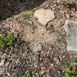Precision Tree And Dumpster Services - They cut down my tree