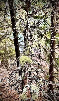 Split Rock Lighthouse by null
