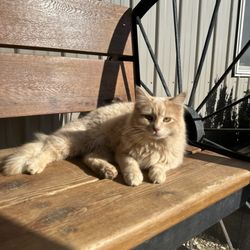 River Ridge Stables - Gizmo, another one of the great barn cats.