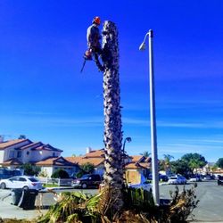 The Best Tree Guys - Palm tree removal,  perris ca, 3/5/2020