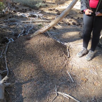 Pine Knot Trail - Big red ant hill - Hiking Near Me - Big Bear Lake, California