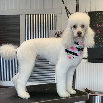 Sassy Wags Pet Salon - Pet Groomers Near Me - Harrison, Arkansas Sassy Wags Pet Salon - Pet Groomers Near Me - Harrison, Arkansas
