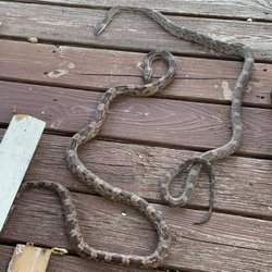 Wild South Critter Control