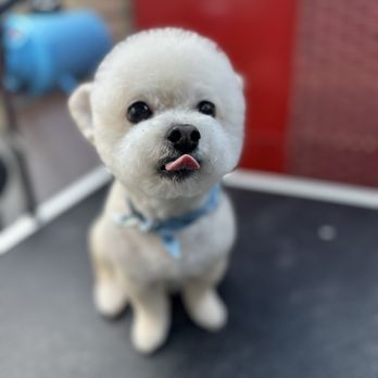 Pet Joy - Pet Groomers Near Me - Los Angeles, California