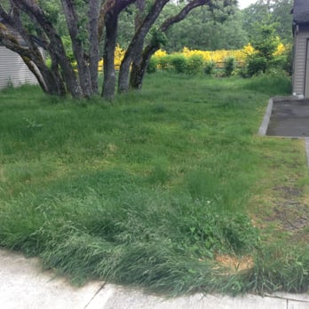 Echelon Apartments - If they can't even get their grass cut, what can they do? Some of it is over a foot and a half tall. Excuses excuses..... - Apartments Near Me - Lakewood, Washington Echelon Apartments - If they can't even get their grass cut, what can they do? Some of it is over a foot and a half tall. Excuses excuses..... - Apartments Near Me - Lakewood, Washington