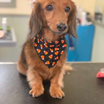 debbie's dog grooming