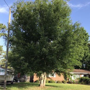 Greenwood Tree - Before tree in front yard - Tree Services Near Me - Pensacola, Florida Greenwood Tree - Before tree in front yard - Tree Services Near Me - Pensacola, Florida
