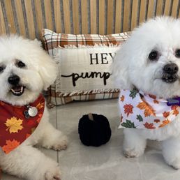Perfect fall groom for these 2 cute Bichons!