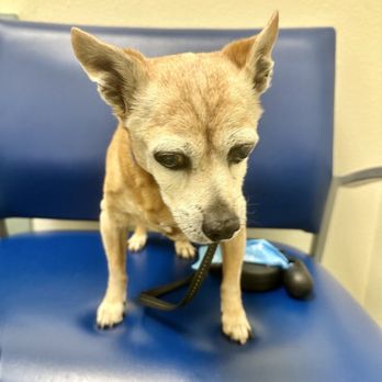 Natomas Veterinary Hospital - Max - Veterinarians Near Me - Sacramento, California Natomas Veterinary Hospital - Max - Veterinarians Near Me - Sacramento, California