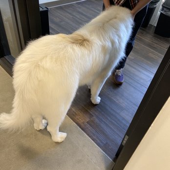 Shipyard Dog - After his grooming - Pet Training Near Me - Hingham, Massachusetts