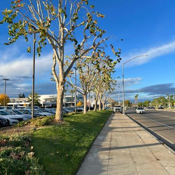 Hdz Tree Services - Tree Services Near Me - Fresno, California