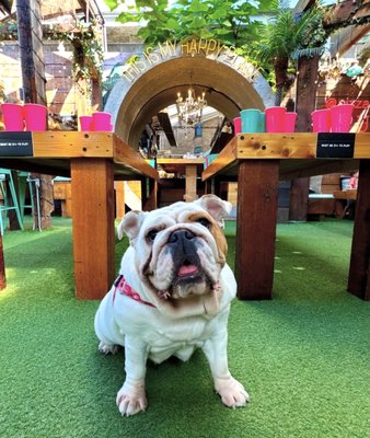 Paradise Park | Pizza & Patio by null