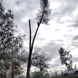 Arbortec Tree Solutions - Removal
