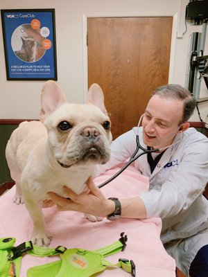 vca mission animal hospital