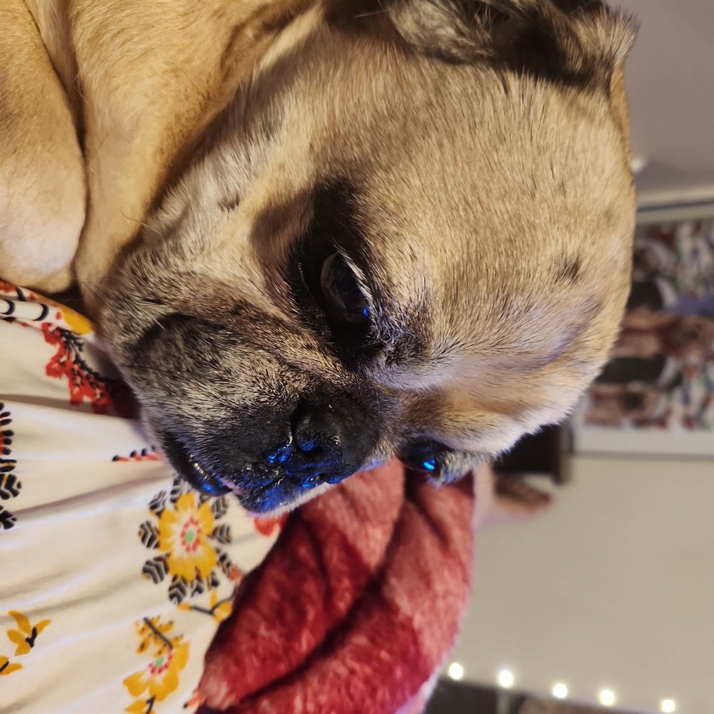 TOP 10 BEST 24 Hour Vet in Glendale, AZ - Updated 2026 - Yelp