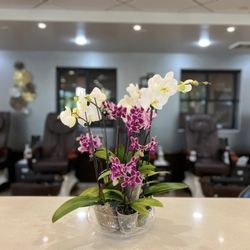 El Bella Salon & Day Spa Chandler
